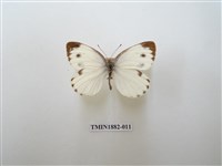 藏品(緣點白粉蝶)的圖片